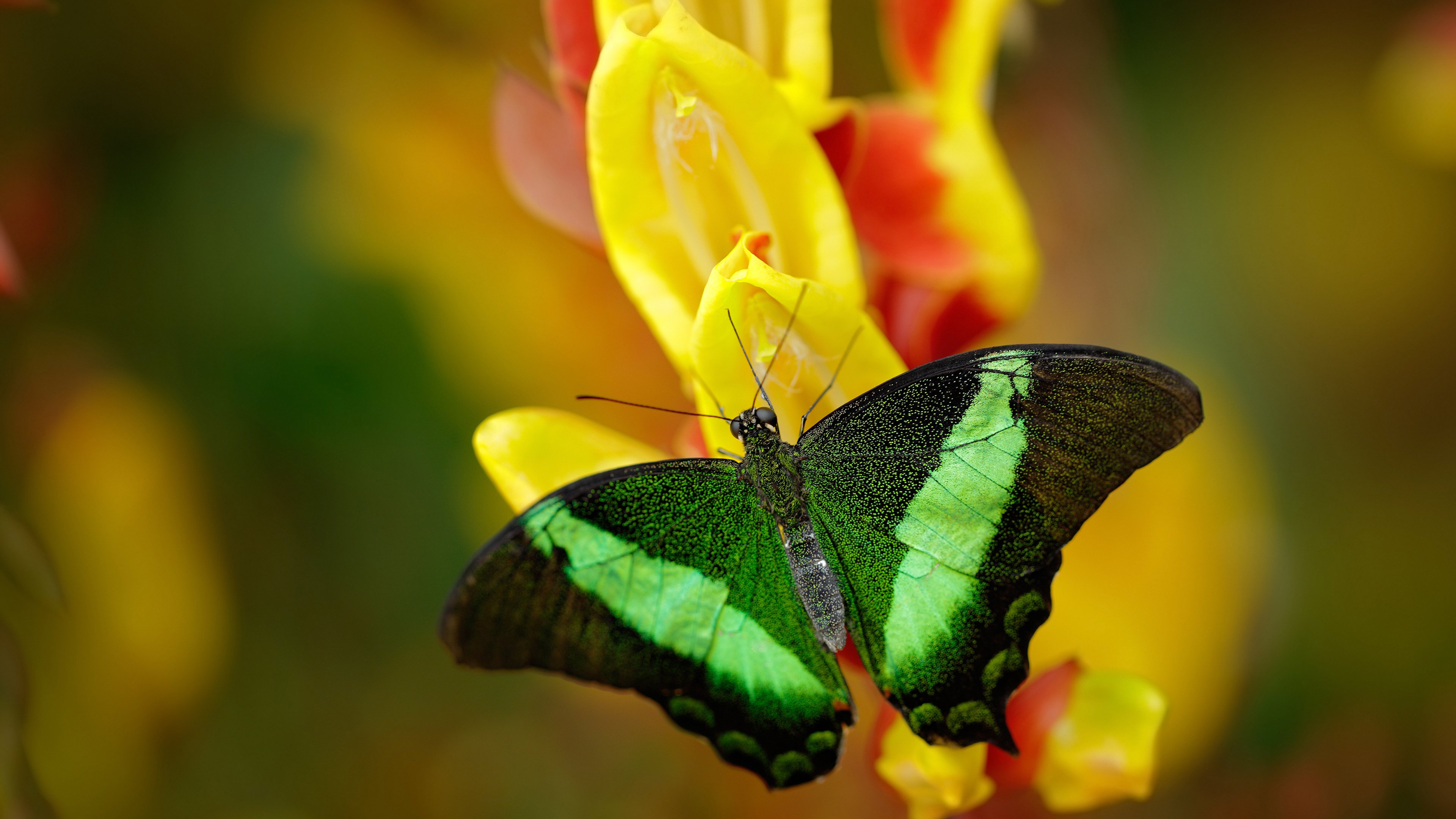 绝杀之夜！富安健洋11次对抗全胜，拉齐奥逆袭毕尔巴鄂的防守美学